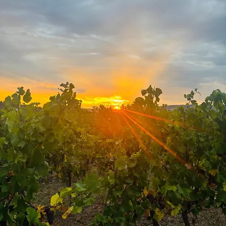 Da Toni Giuliano 公寓 吕德斯海姆